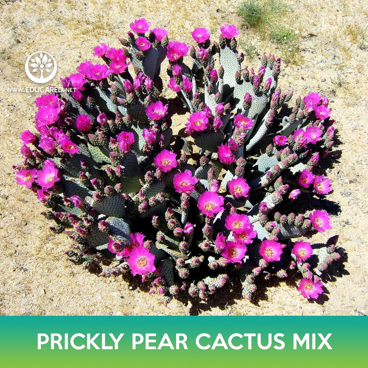 Prickly Pear Cactus Mix Seeds, Opuntia