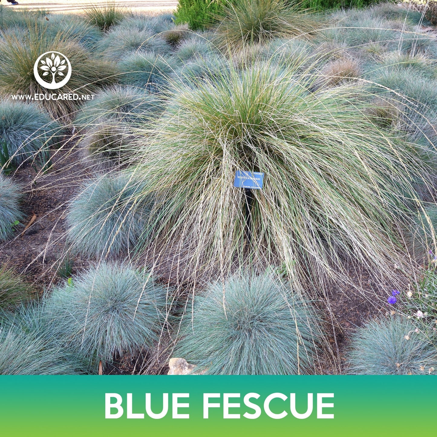 Blue Fescue Grass Seeds, Festuca glauca
