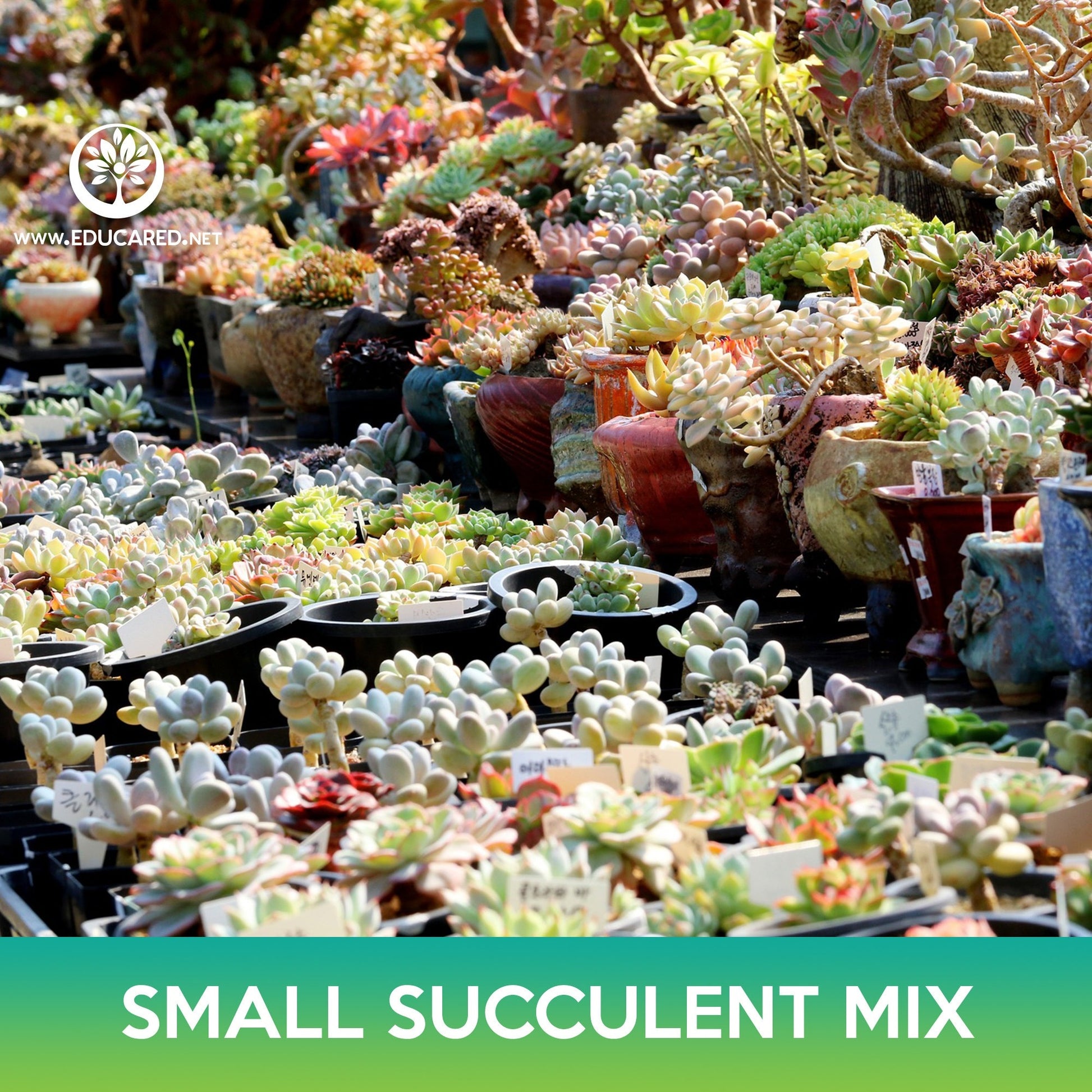succulent seed mix Small Succulent Mix Seeds – Educared