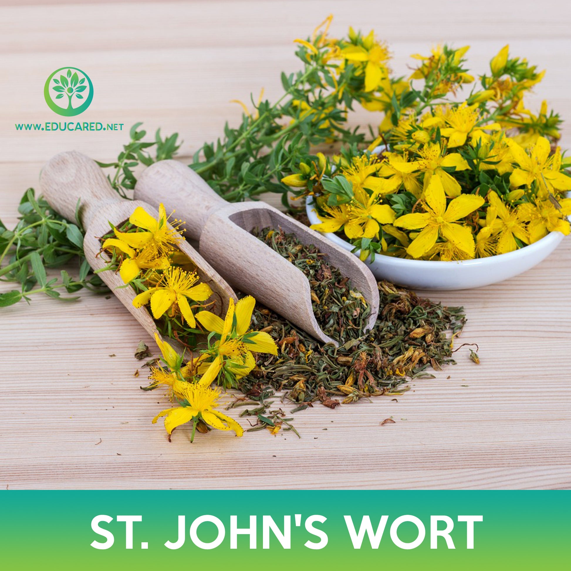 st john's wort plant seeds St. John's Wort Seeds – Educared