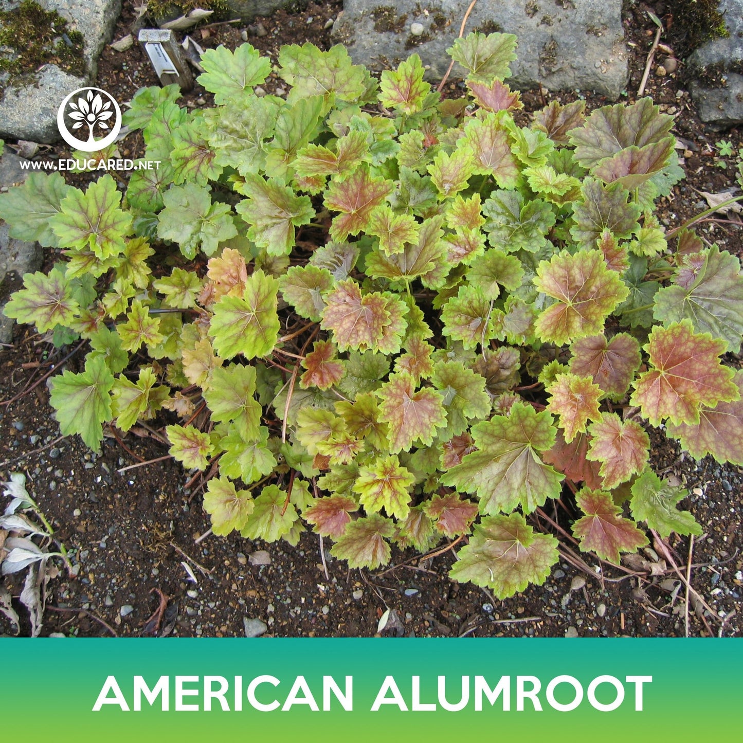 American Alumroot Seeds, Coral Bells, Heuchera Americana Dale's Strain
