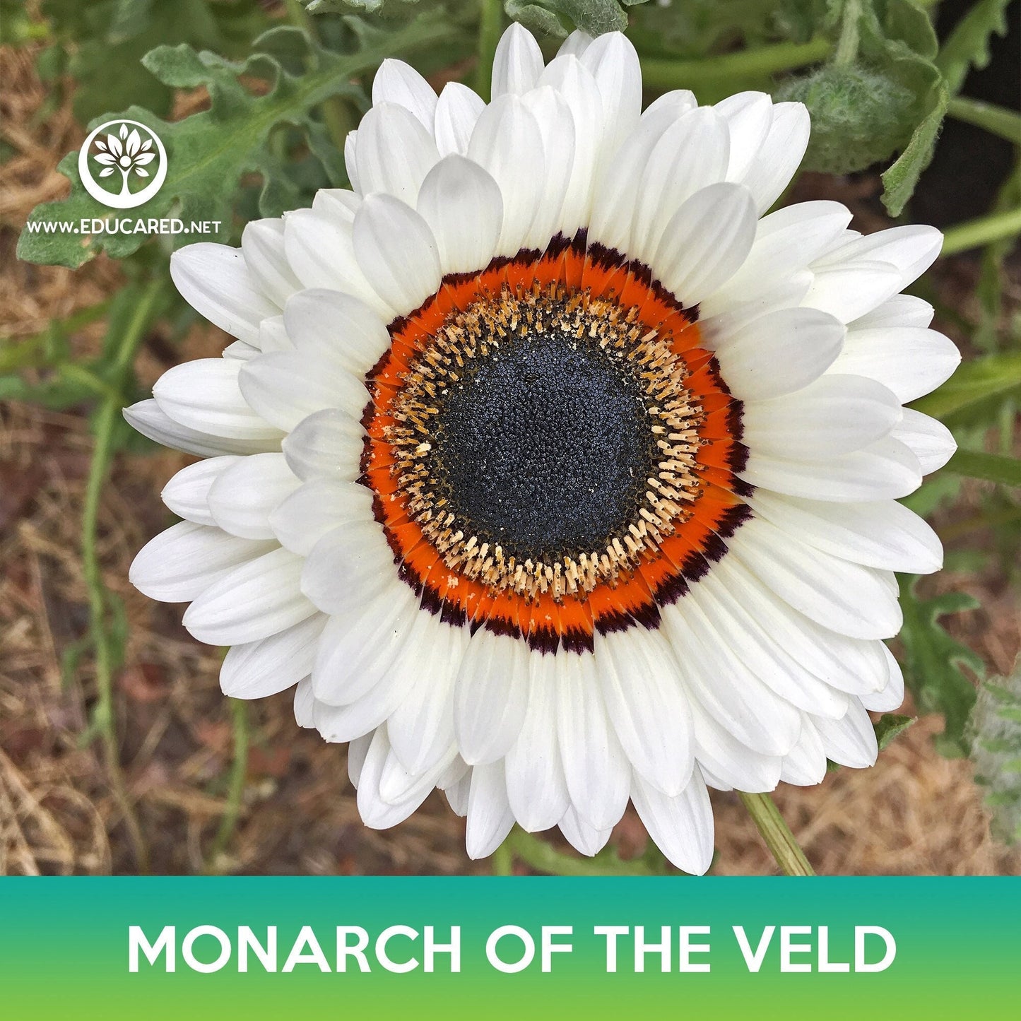 Monarch of the Veld Seeds, Venidium, Venidium fastuosum