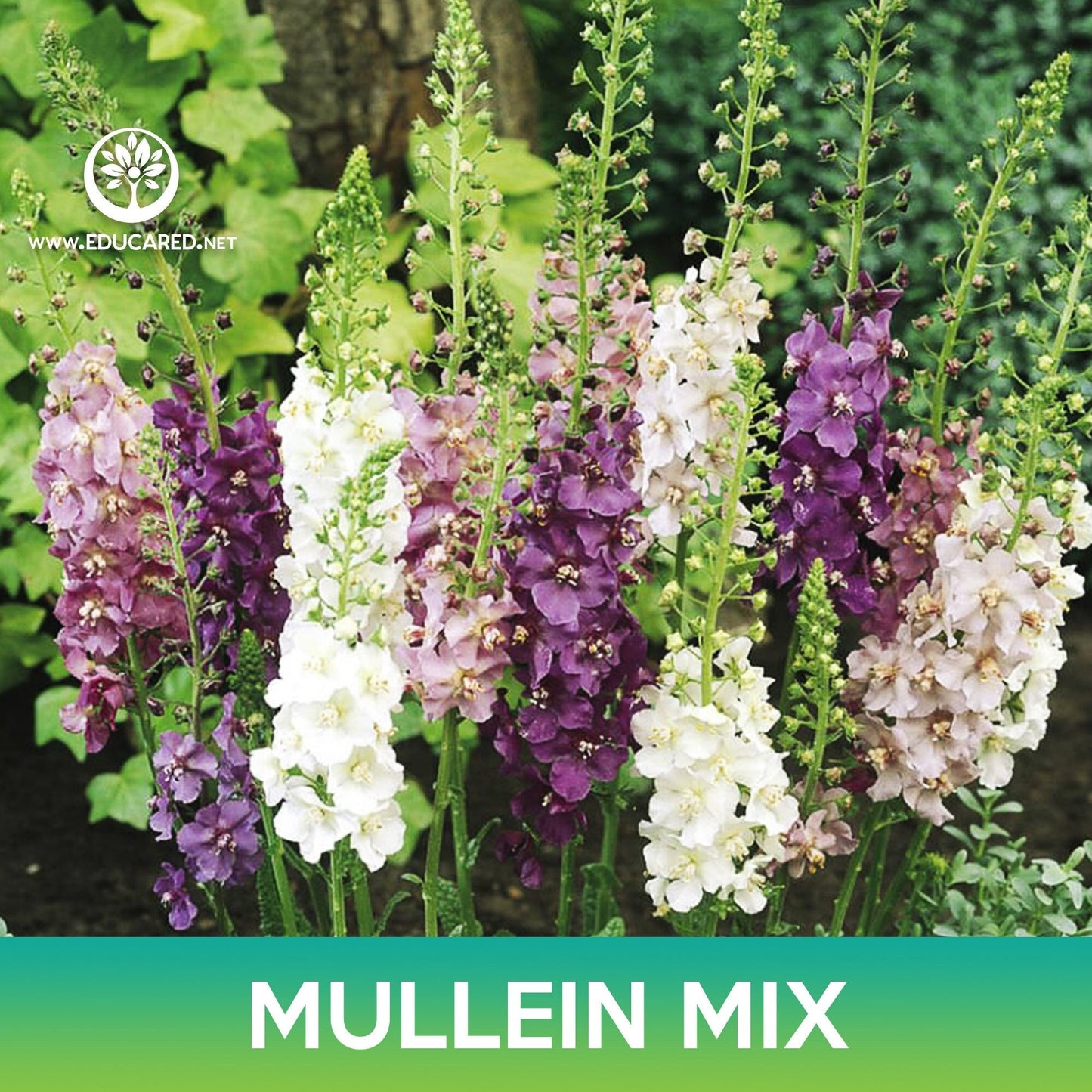 Mullein Flower Mix Seeds, Verbascum Mix, Verbascum phoeniceum