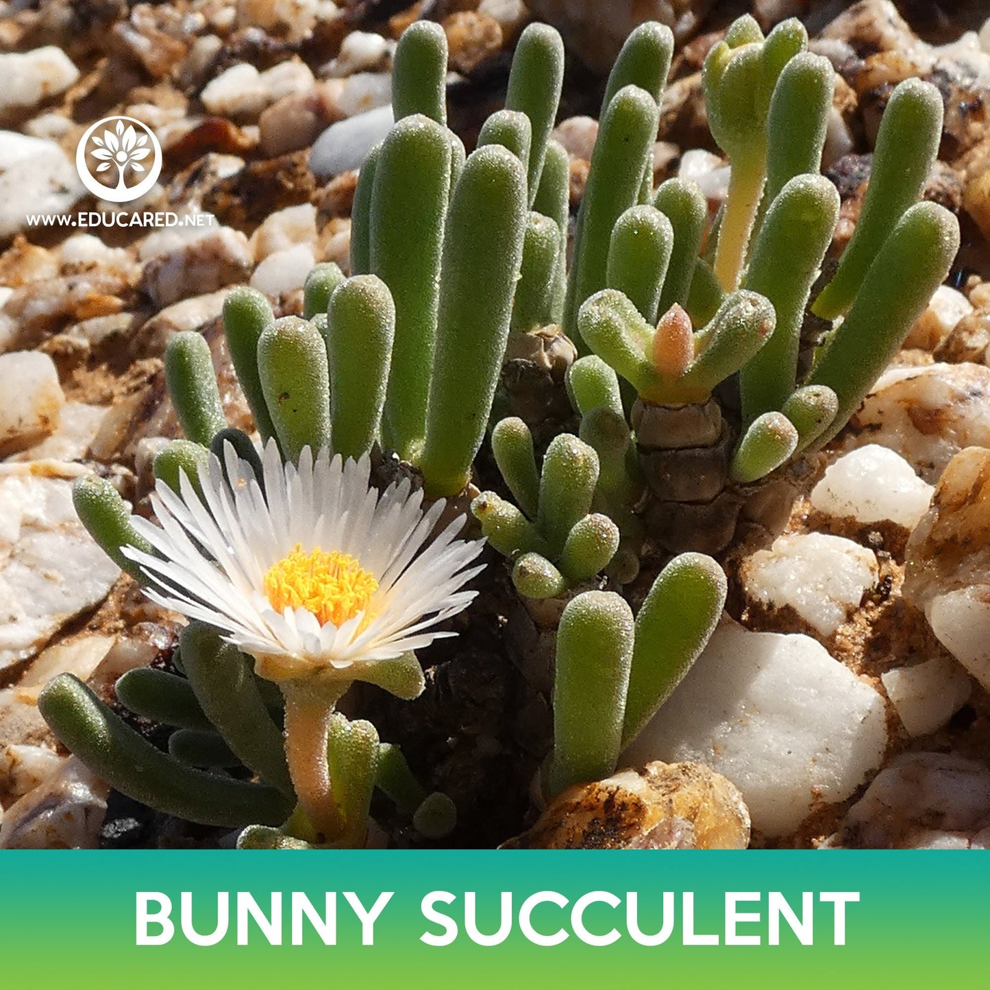 Bunny Succulent Seeds