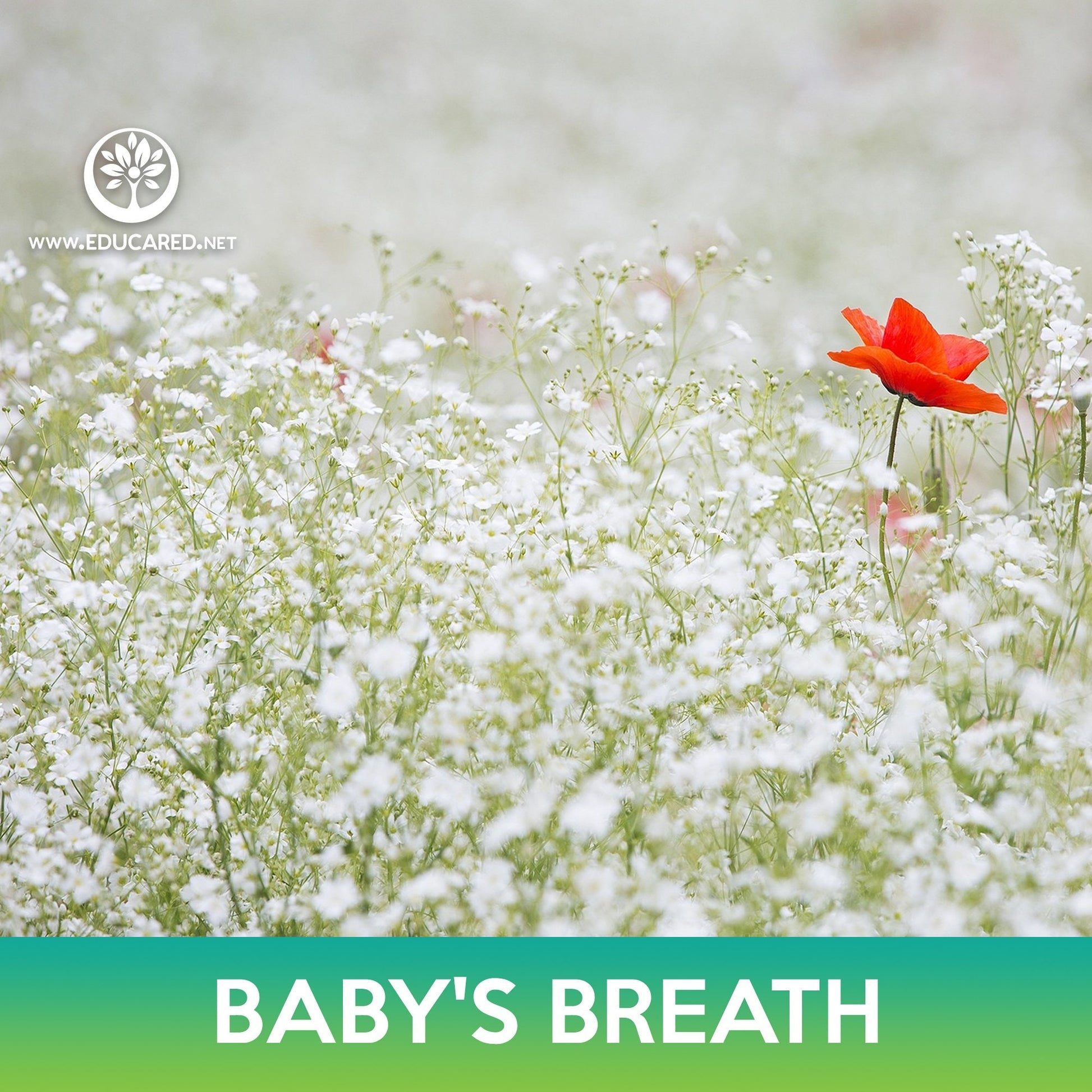 baby's breath flower seeds Baby's Breath Flower Seeds – Educared