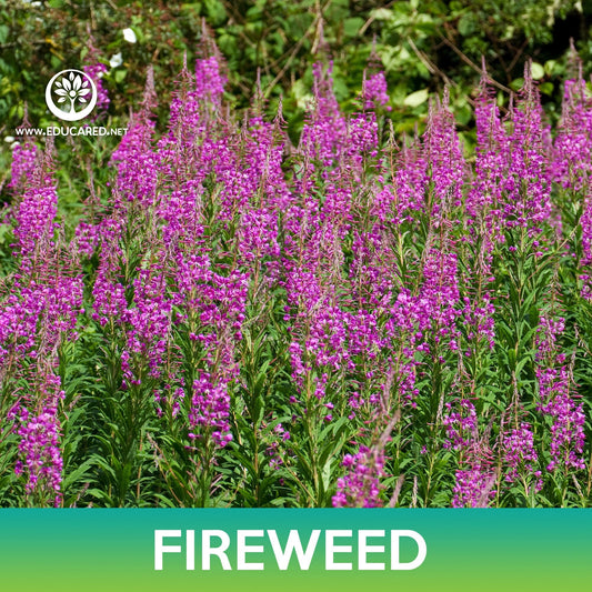 Fireweed Flower Seeds