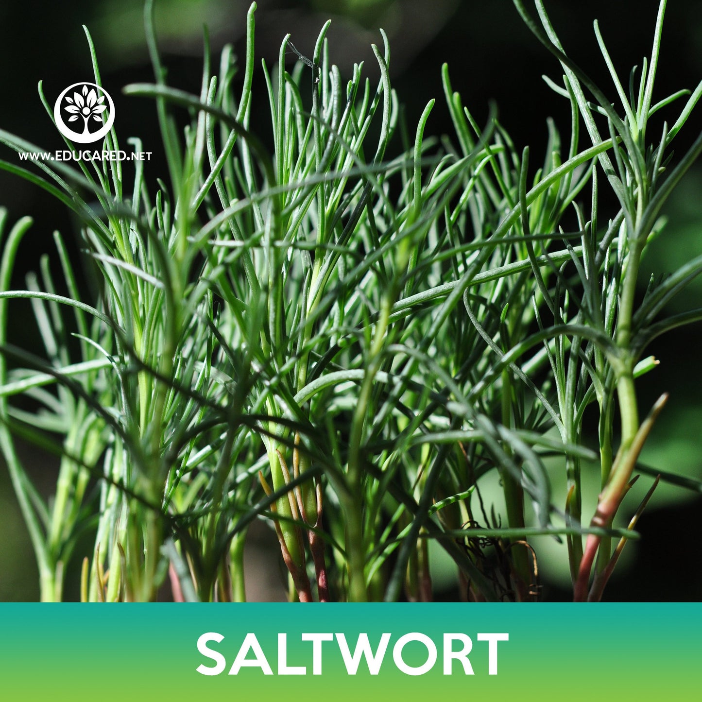 Saltwort Seeds, Land Seaweed, Salsola komarovii