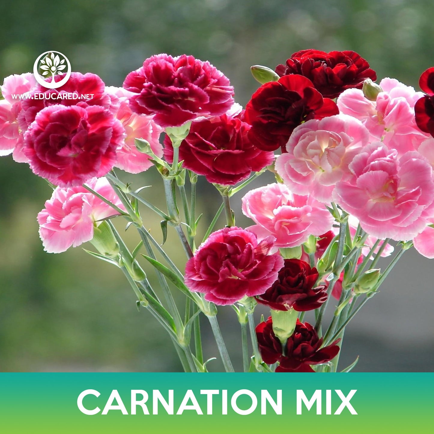 Carnation Flower Mix Seeds, Dianthus caryophyllus
