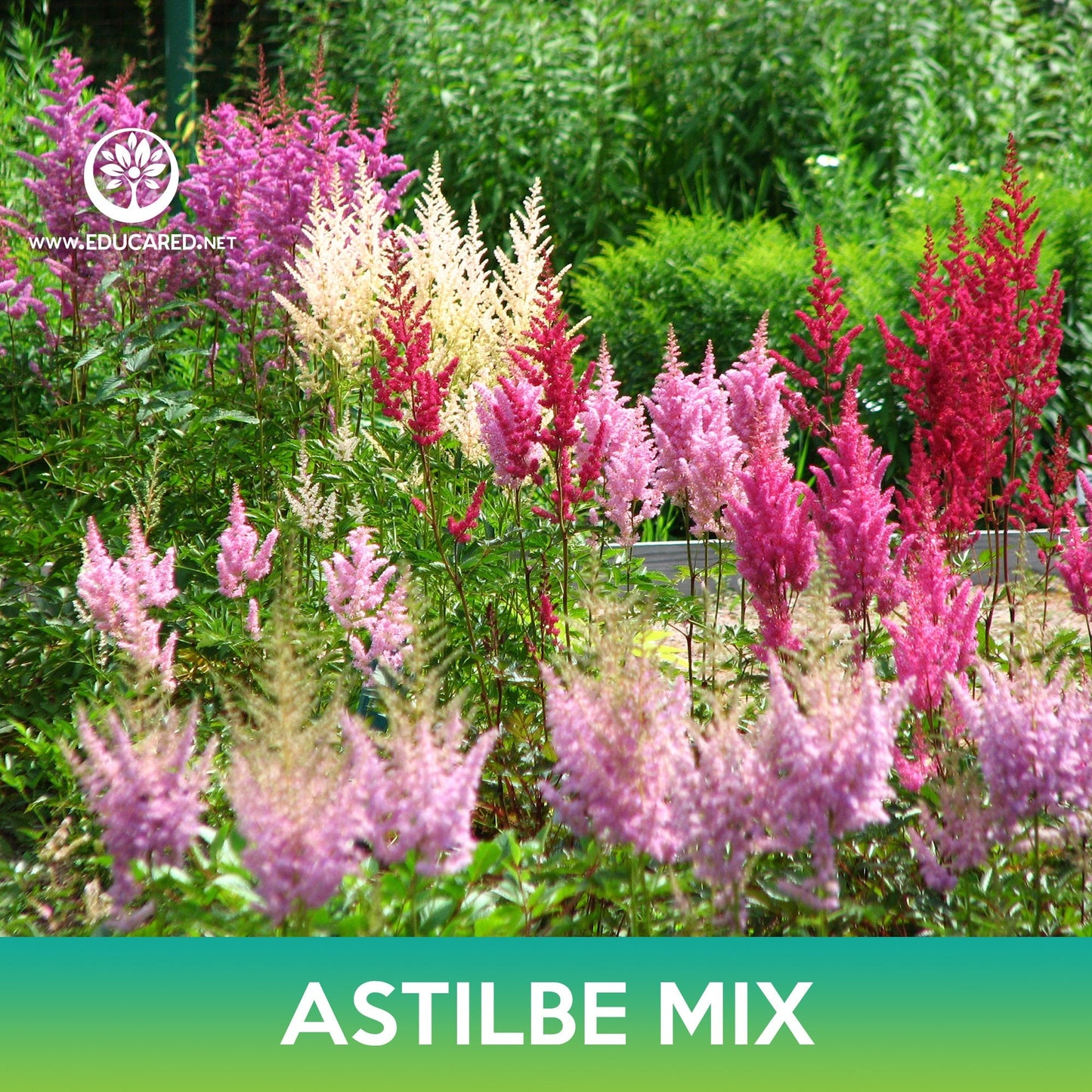 Astilbe Flower Mix Seeds, Astilbe Arendsii Bunter