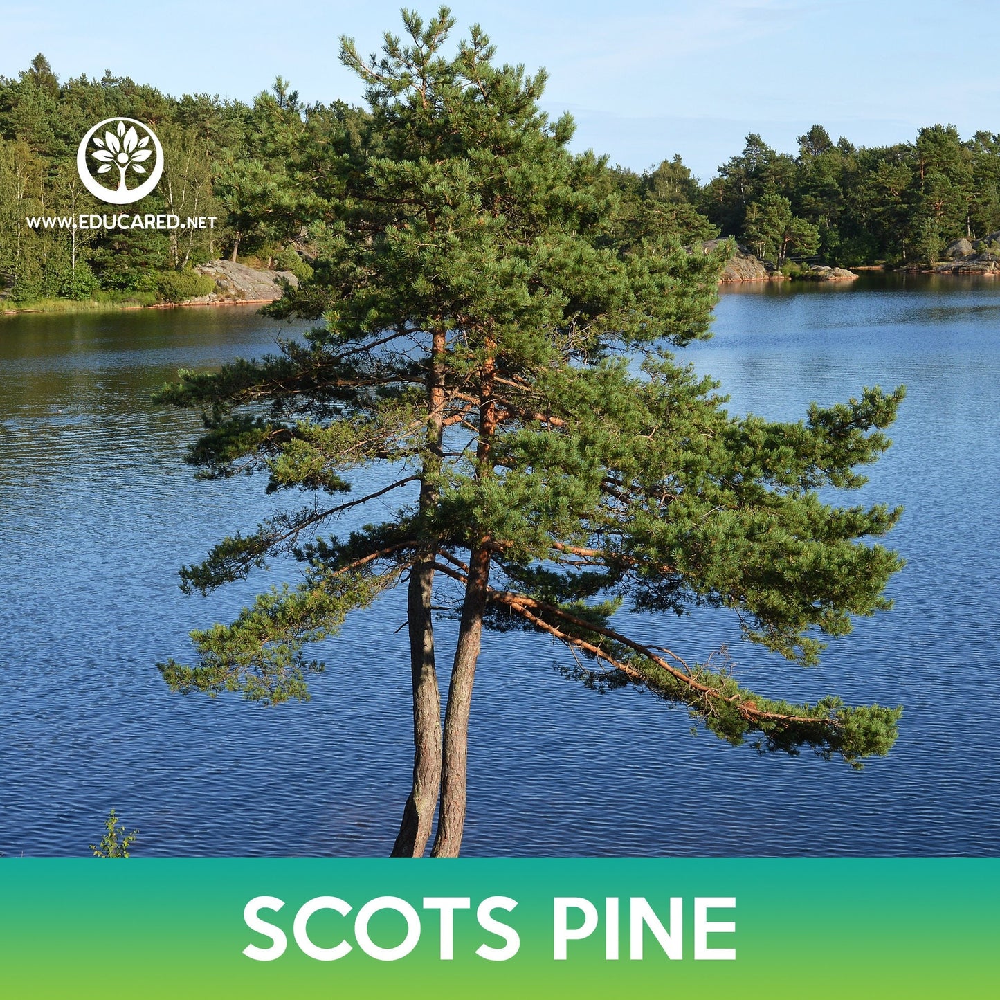 Scots Pine Seeds, Pinus sylvestris Scotland