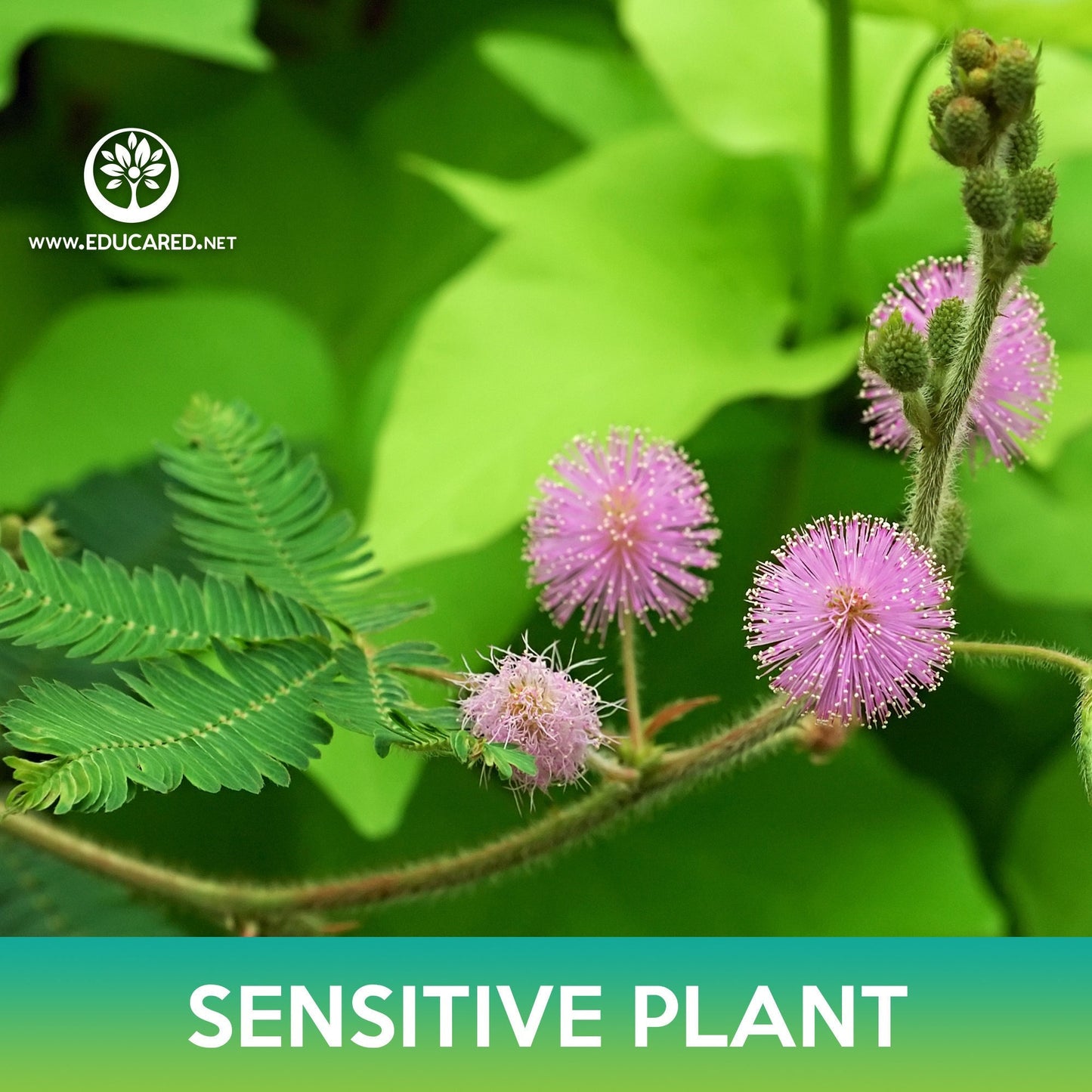 Sensitive Plant Seeds, Mimosa pudica