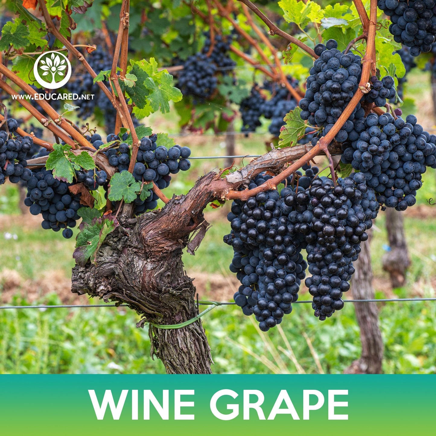 Wine Grape, Common Grape, Vitis vinifera