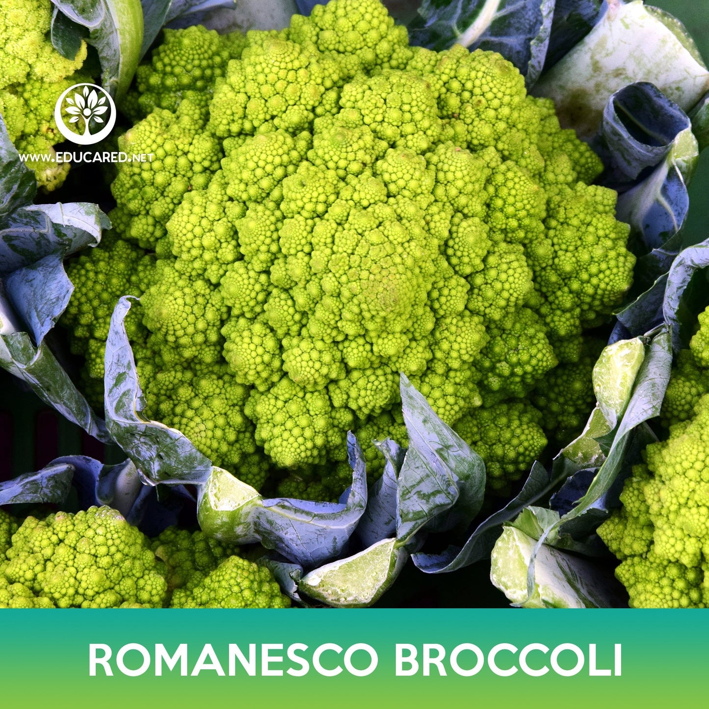 Romanesco Broccoli Seeds, Roman Cauliflower