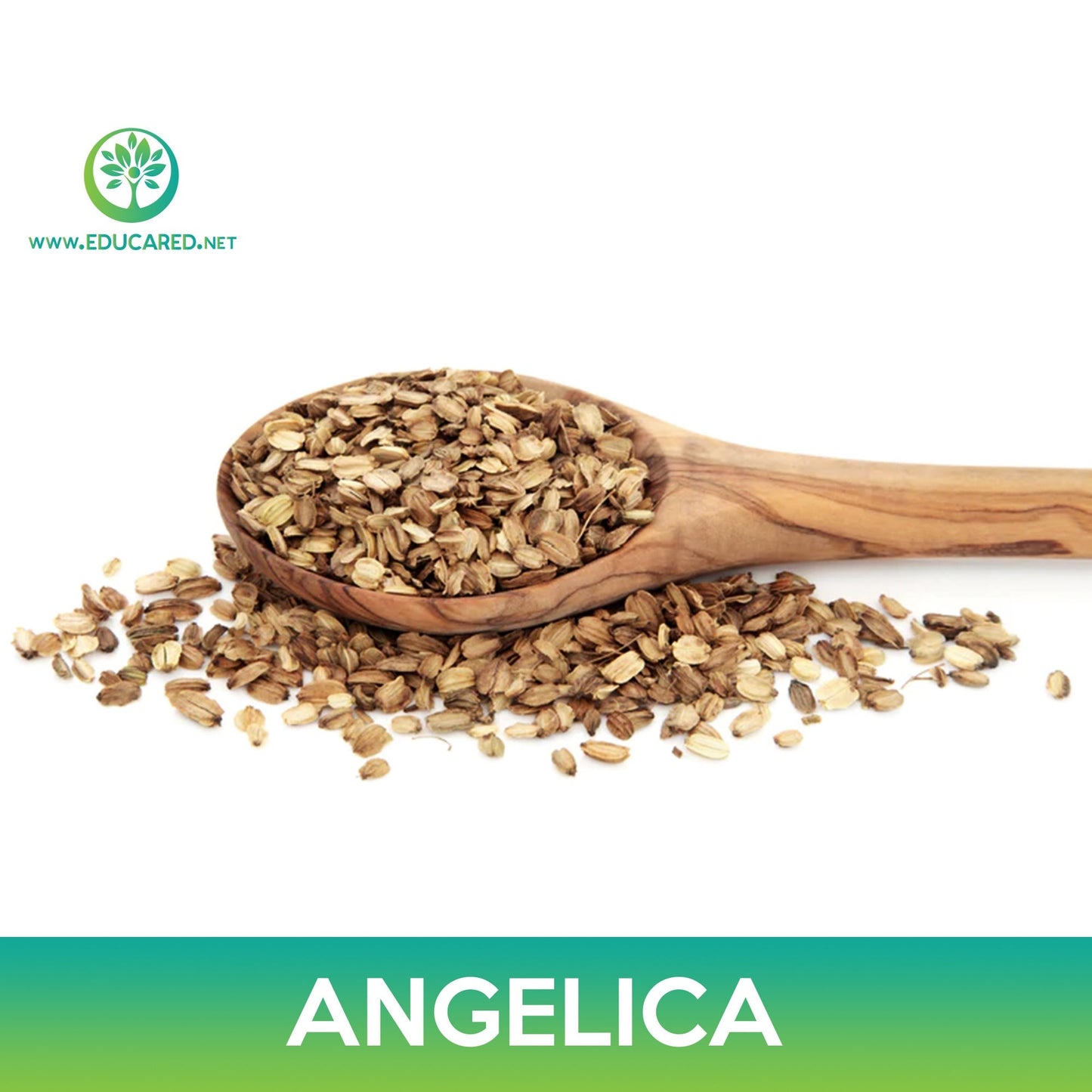 Angelica Seeds, Angelica archangelica