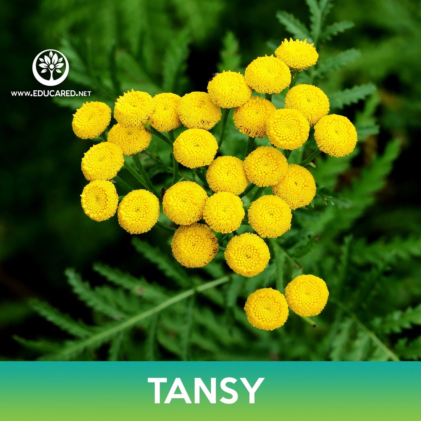 Tansy Flower Seeds, Tanacetum Vulgare