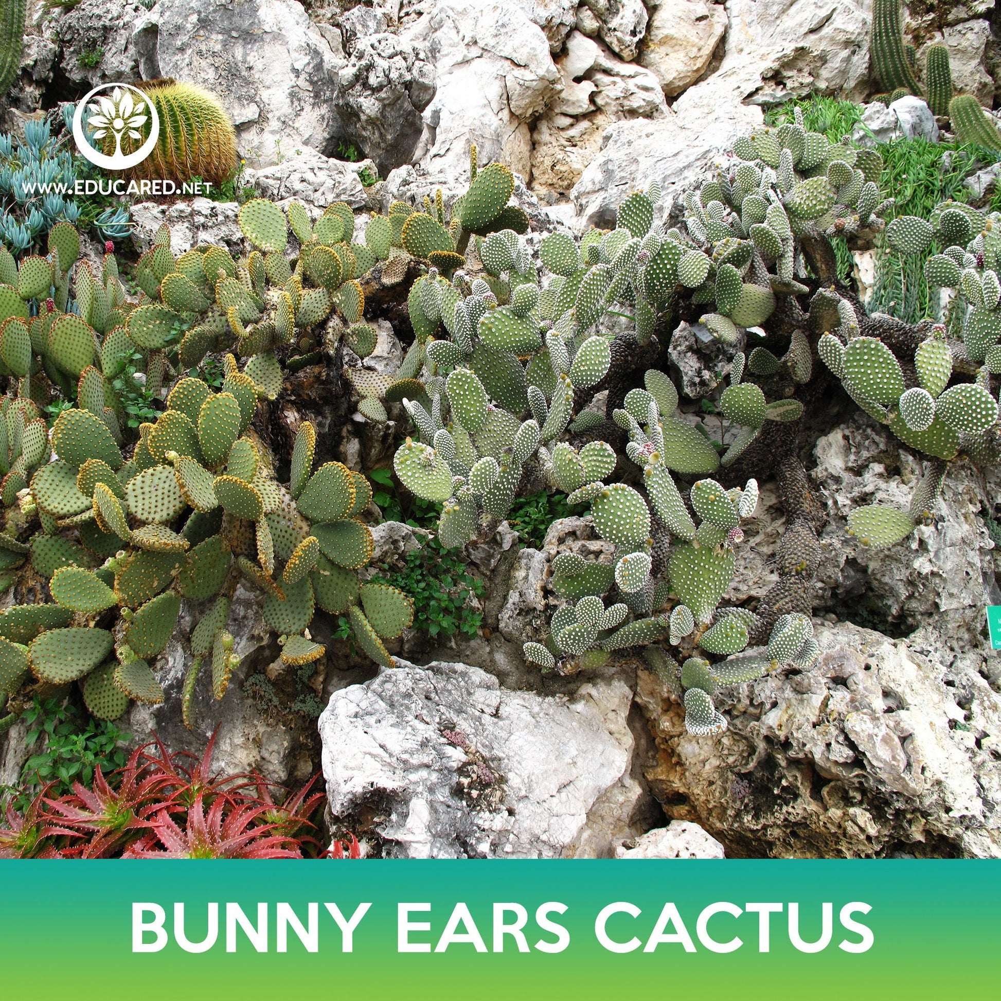 bunny ear succulent seeds Bunny Ears Cactus Seeds – Educared