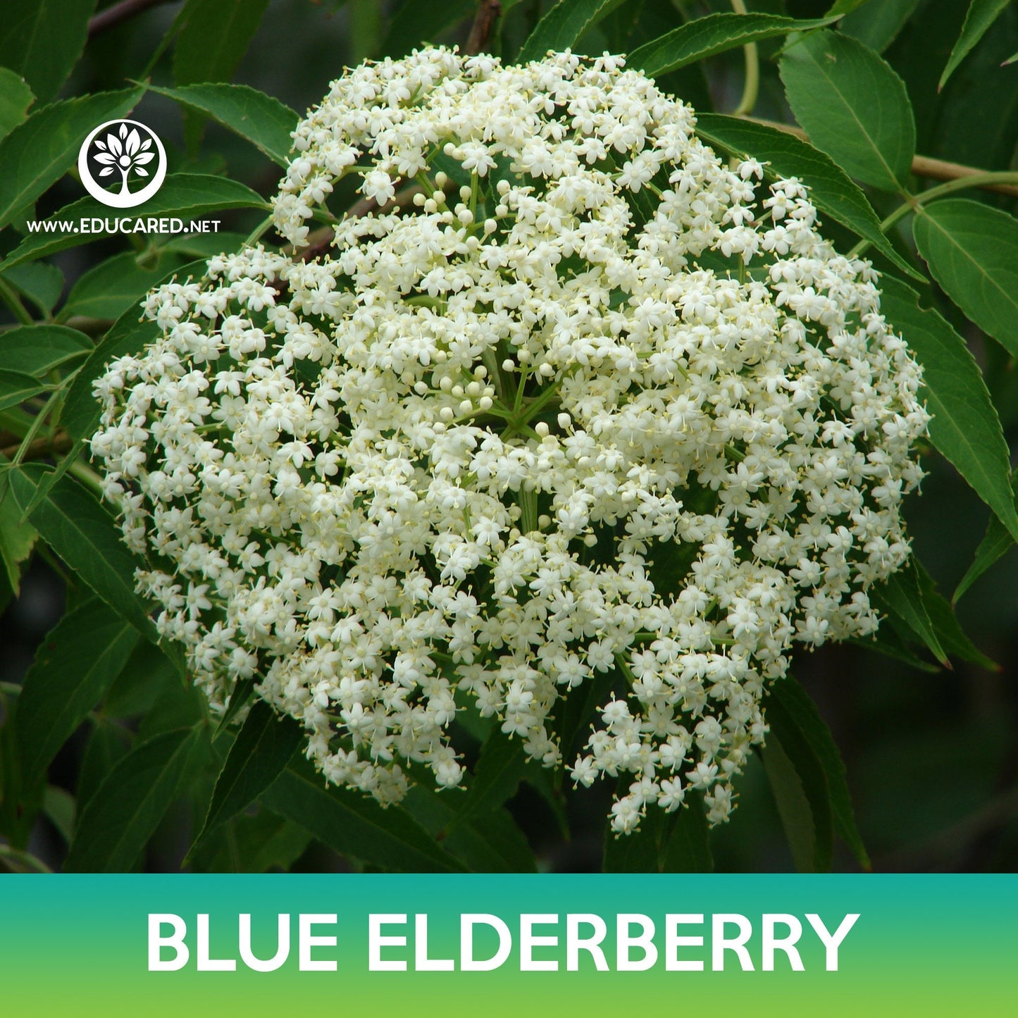 Blue Elderberry Seeds, Sambucus caerulea