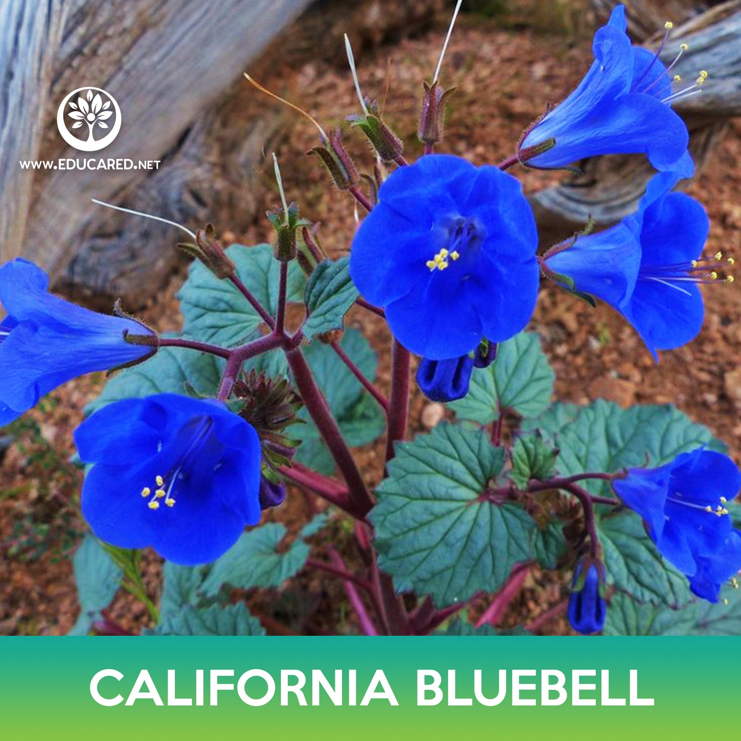 California Bluebell Seed, Desert Bluebells