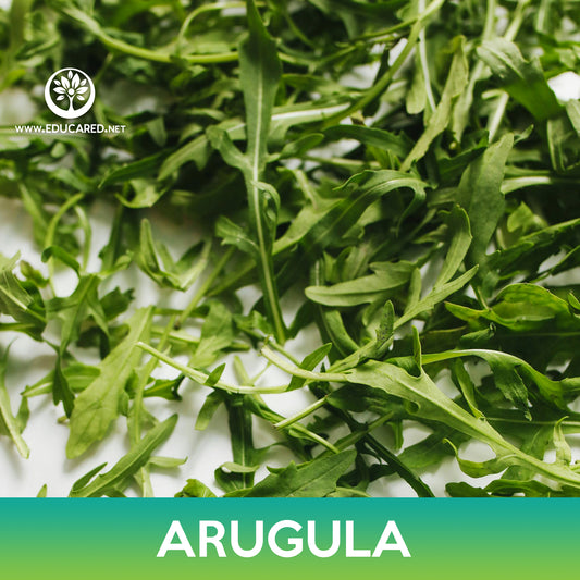 Arugula Seeds
