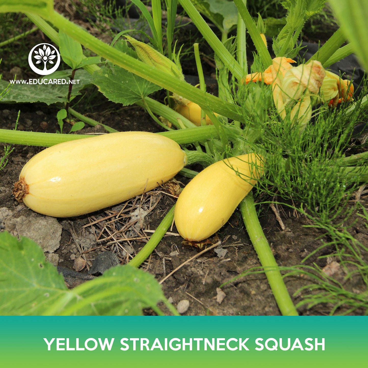 Yellow Straightneck Squash Seeds