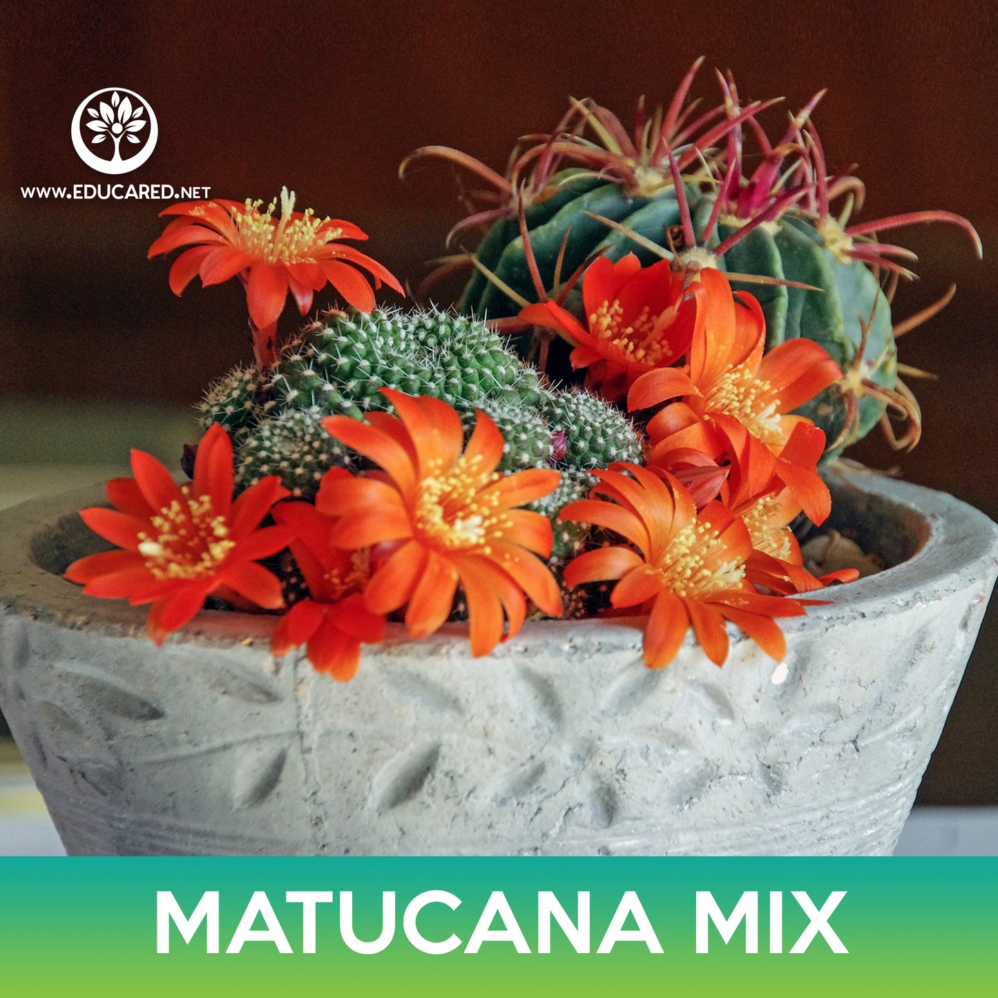 Matucana Cactus Mix Seeds