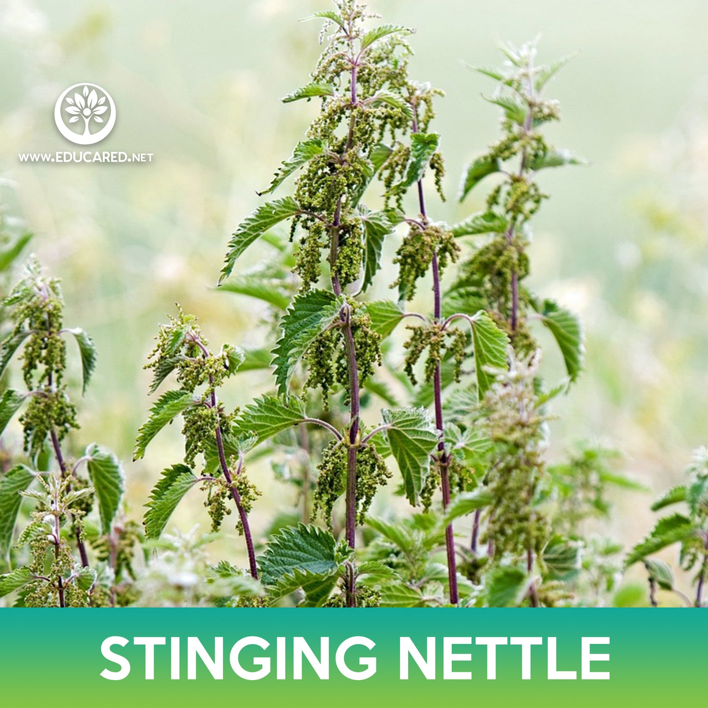 stinging nettle seeds for planting Stinging Nettle Seeds – Educared