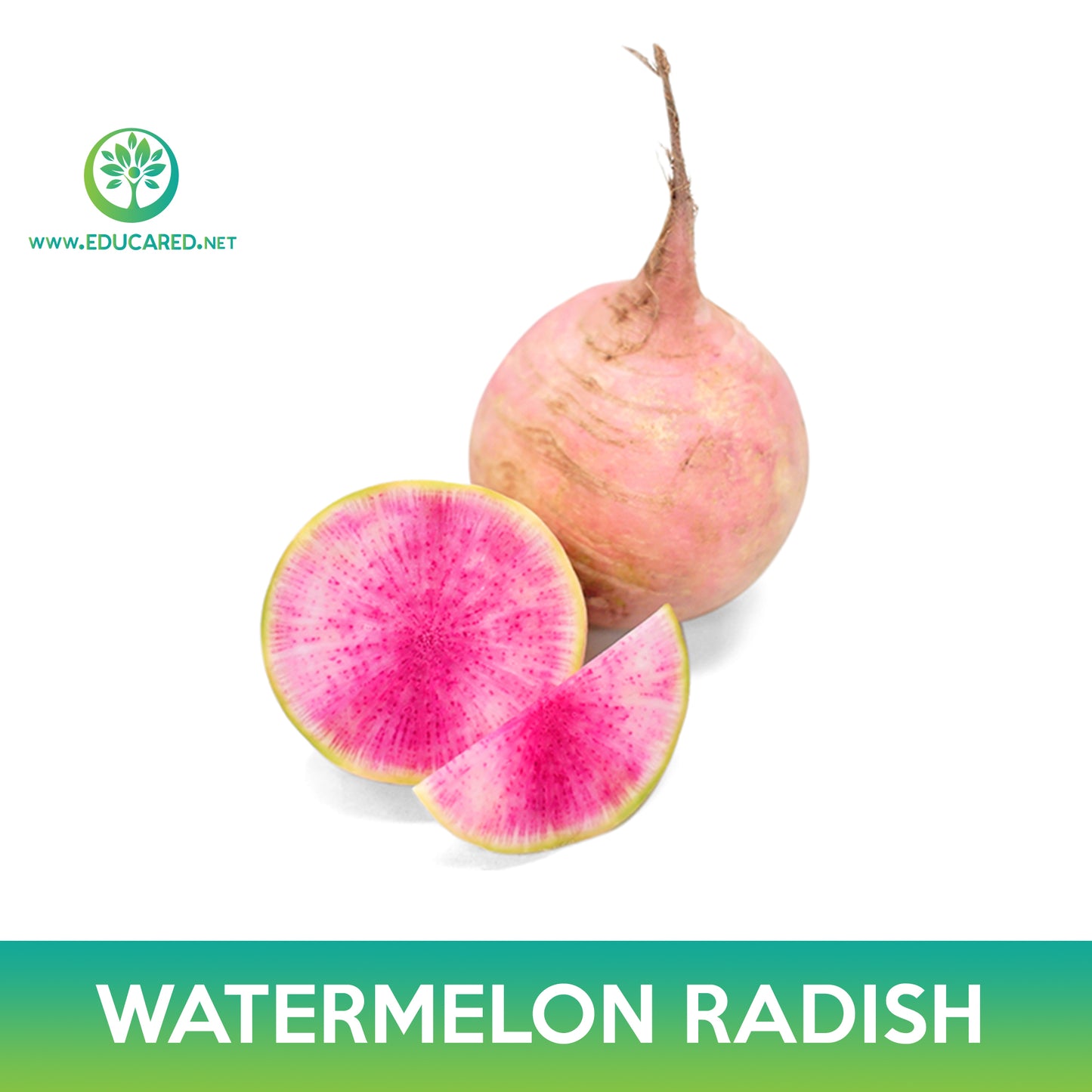 Watermelon Radish Seeds