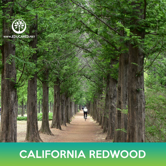 California Redwood Seeds, Coastal Sequoia, Coast Redwood, Sequoia sempervirens