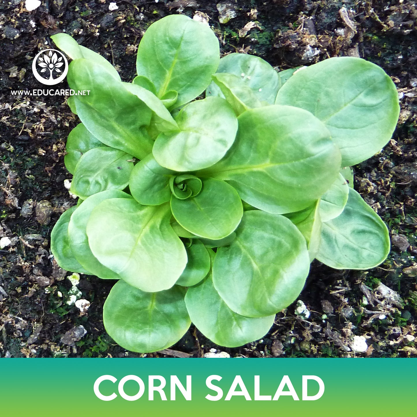 Corn Salad Seeds, Lamb's lettuce, Valerianella locusta