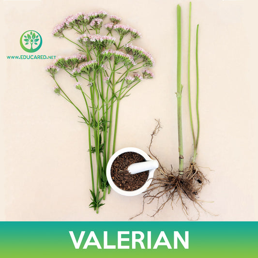 Valerian Seeds