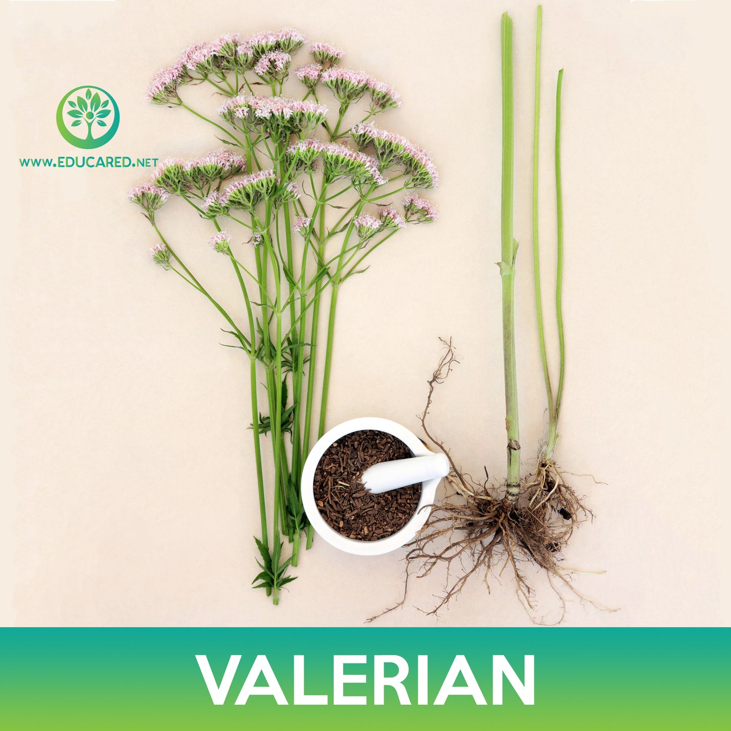 Valerian Seeds, Valeriana officinalis