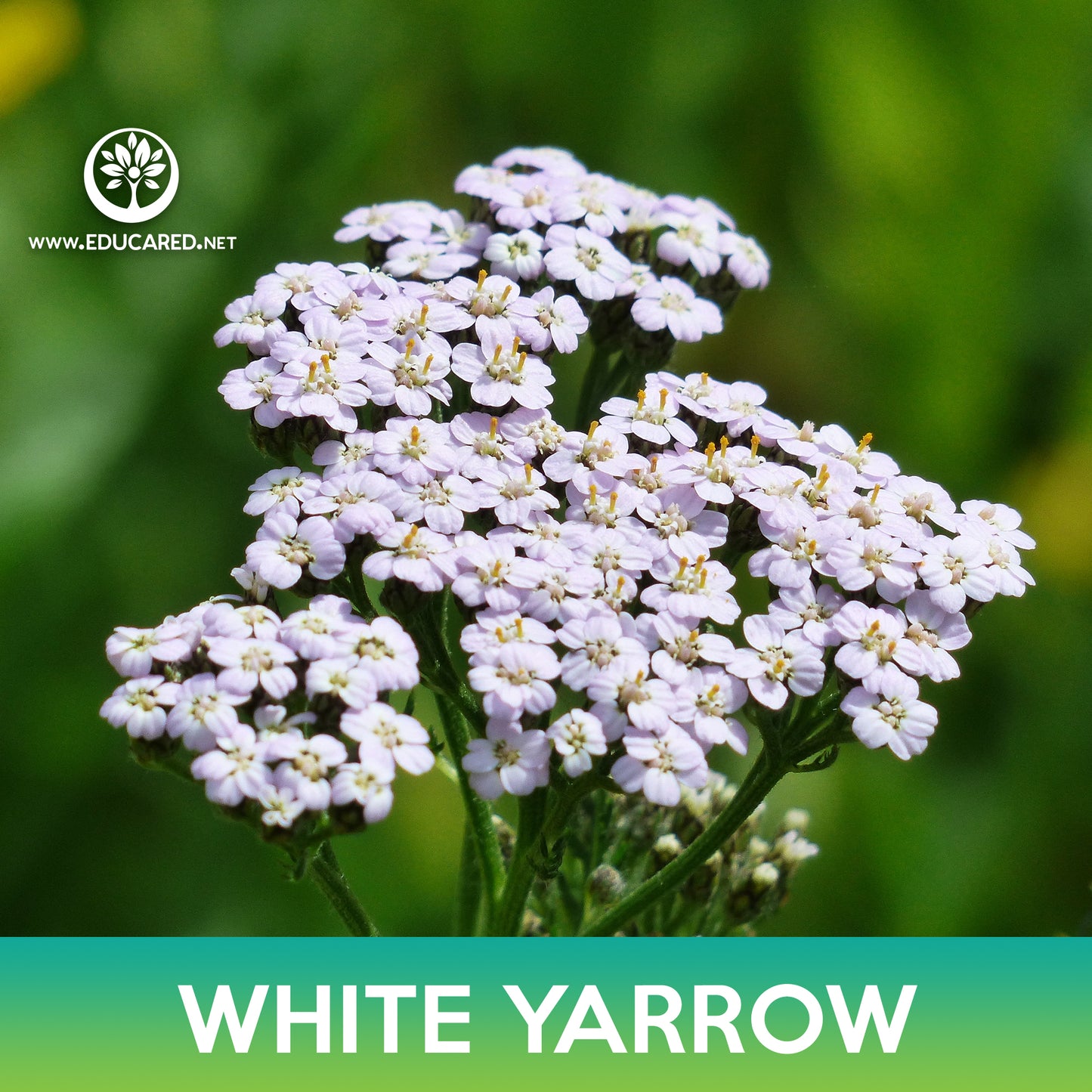 White Yarrow Seed, Achillea millefolium