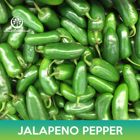 Jalapeno Pepper Seeds
