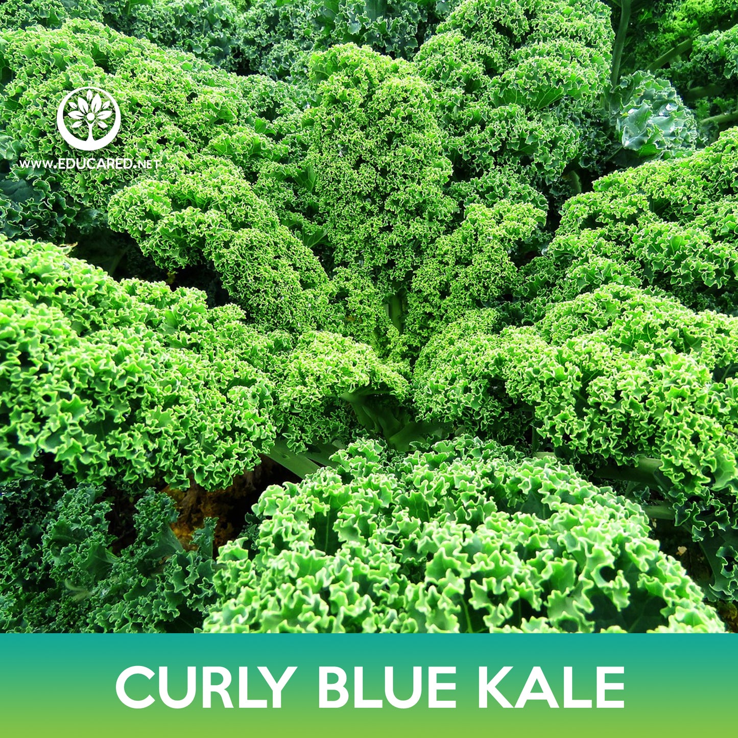 Curly Blue Kale Seeds, Brassica oleracea var sabellica