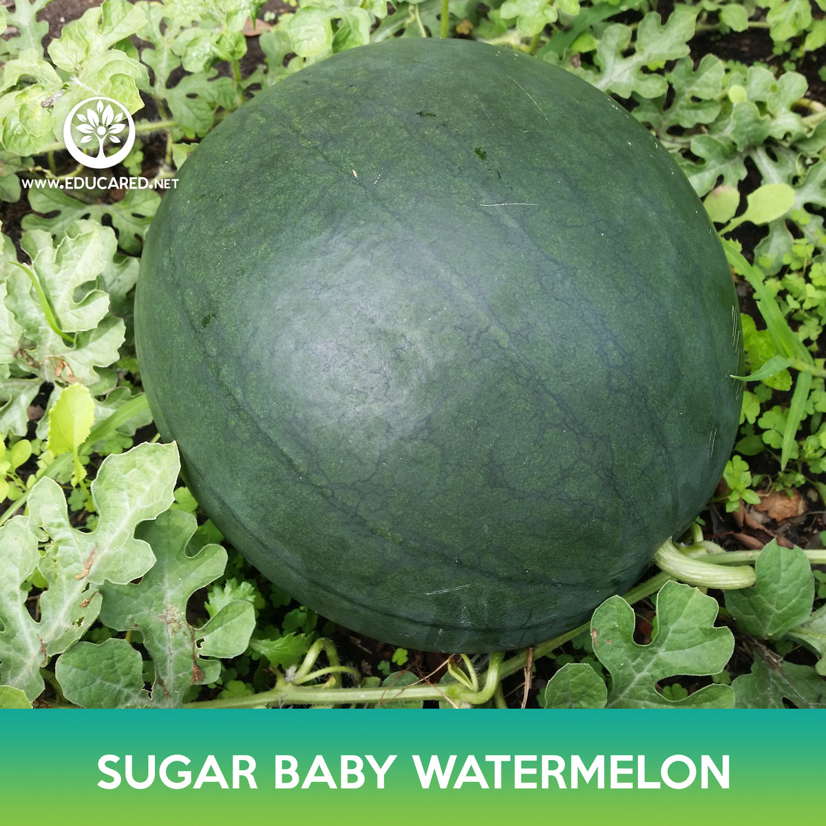 Regular Watermelon Sugar Baby Watermelon Seeds – Educared