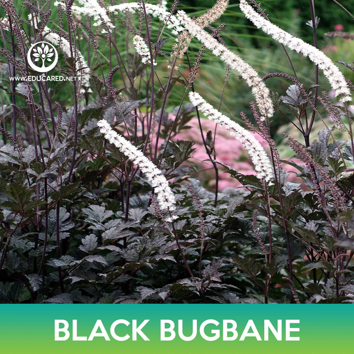Bugbain Black Bugbane Seeds – Educared