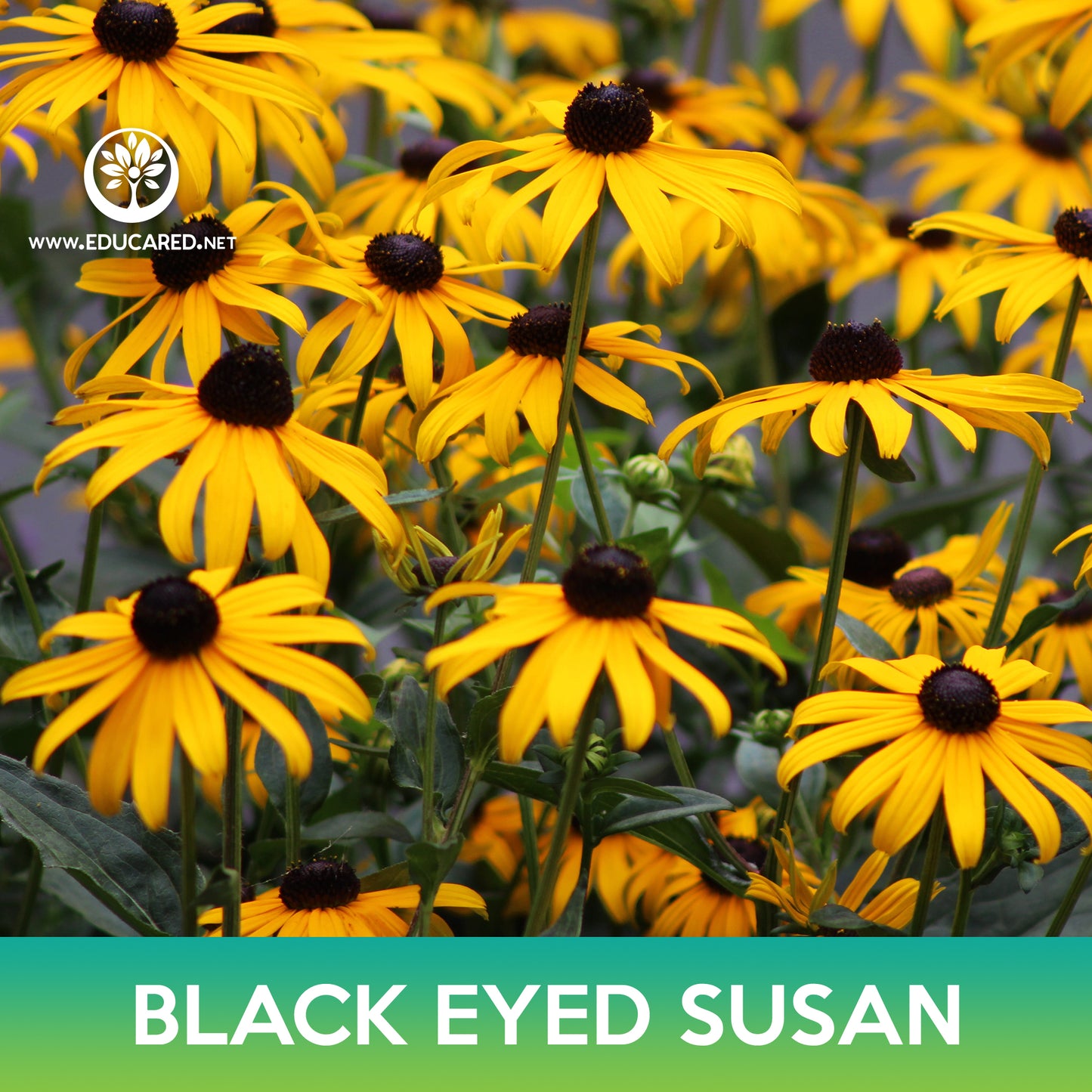 Black-Eyed Susan Seeds, Rudbeckia hirta