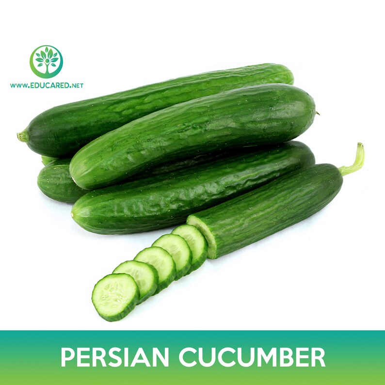 Persian Cucumber Seed, Beit Alpha Cucumber