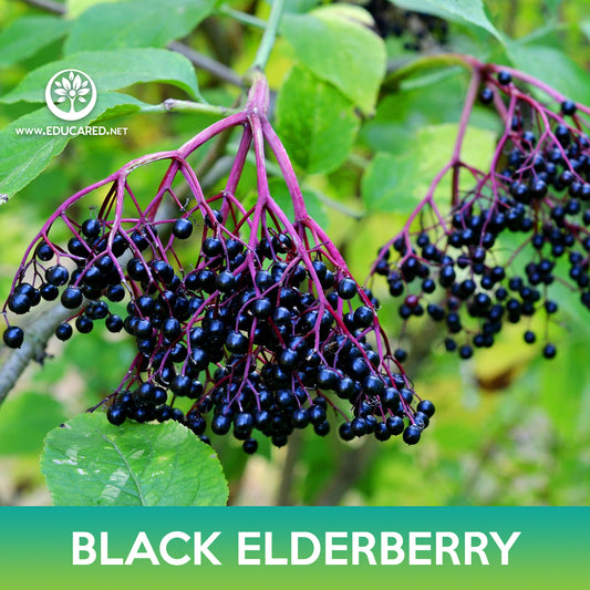 American Black Elderberry Seed
