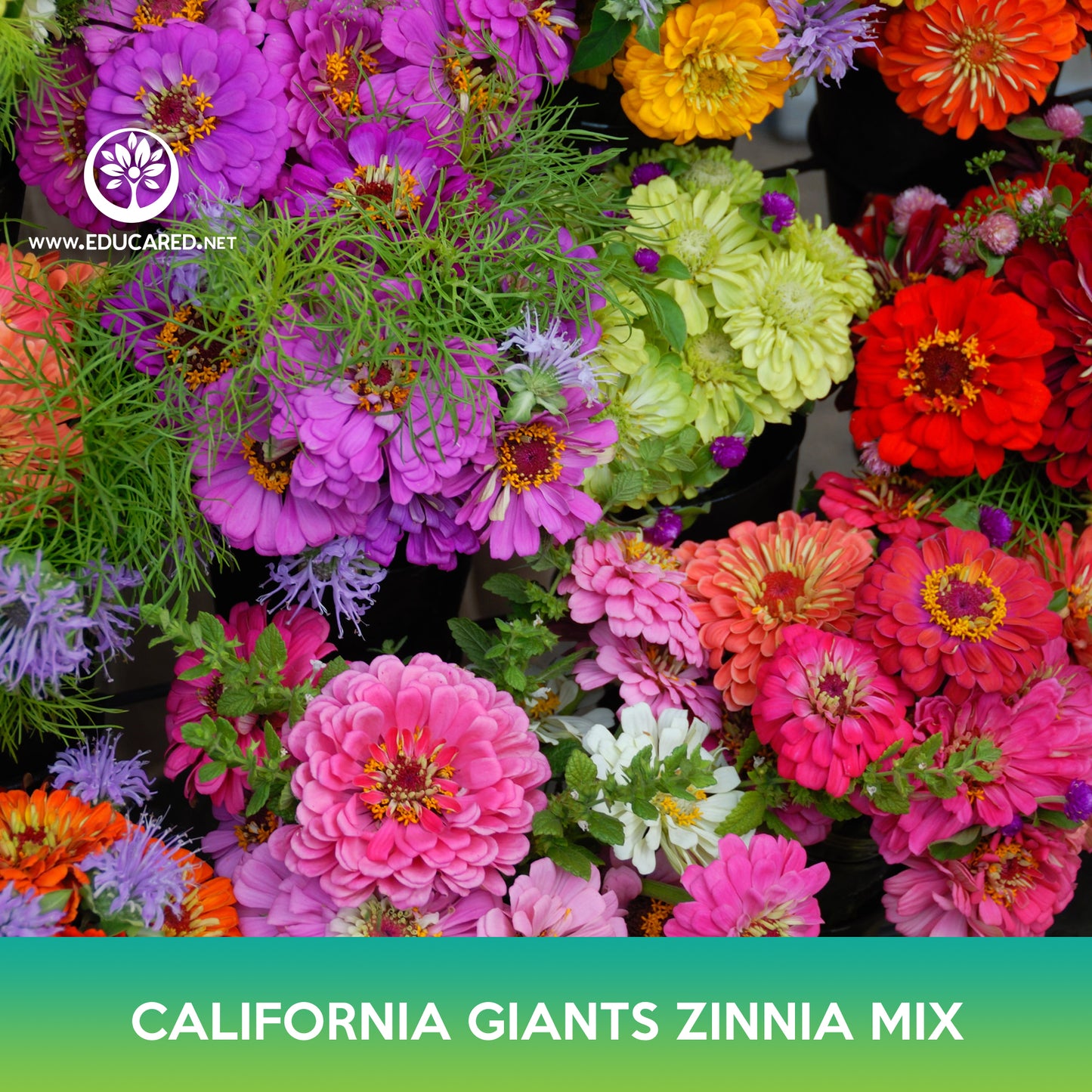 California Giants Zinnia Mix Seed, Zinnia elegans