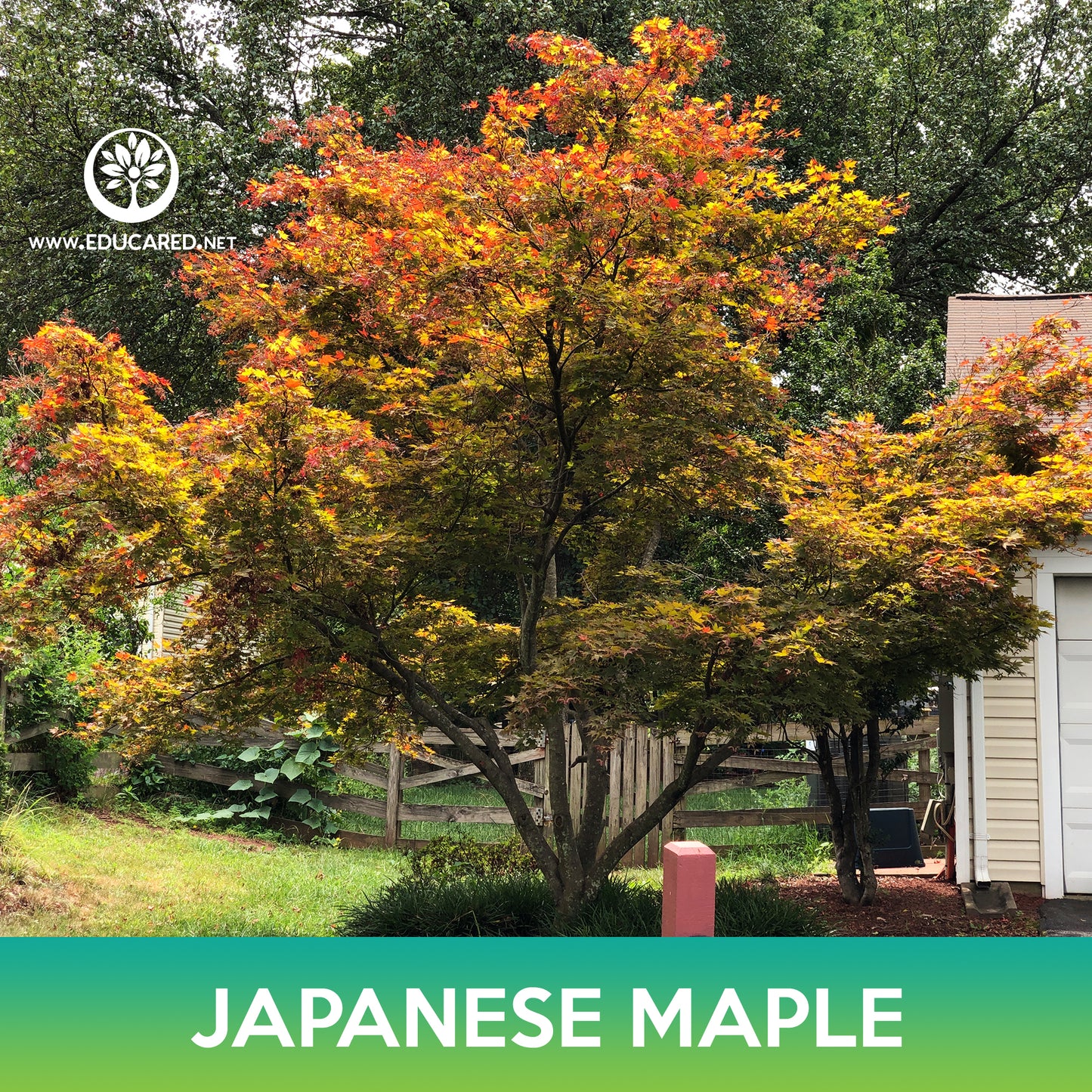 Japanese Maple Seeds, Acer palmatum