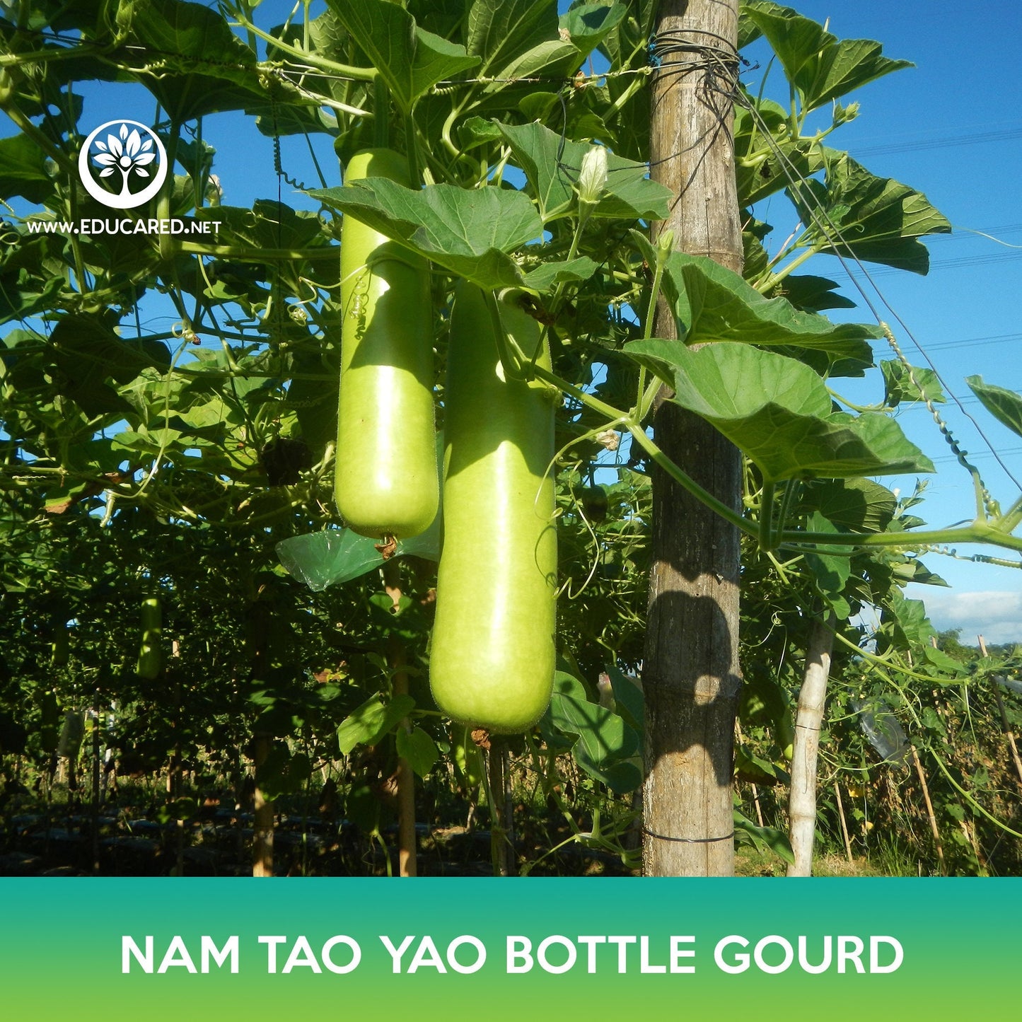 Nam Tao Yao Bottle Gourd Seeds, Opo Squash