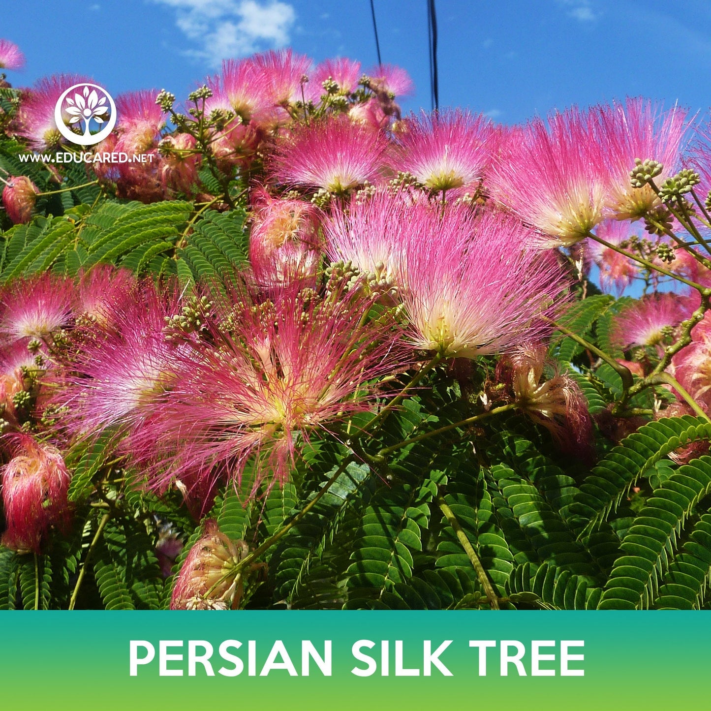 Persian Silk Tree Seeds, Albizia julibrissin