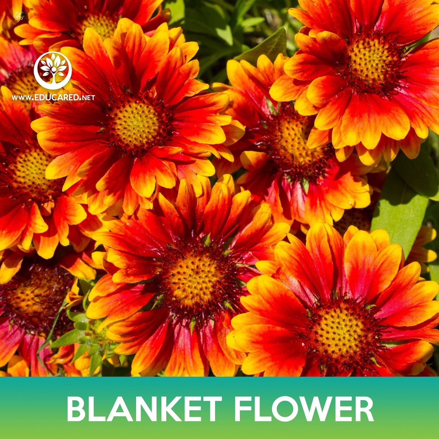 Blanket Flower Seeds, Gaillardia aristata