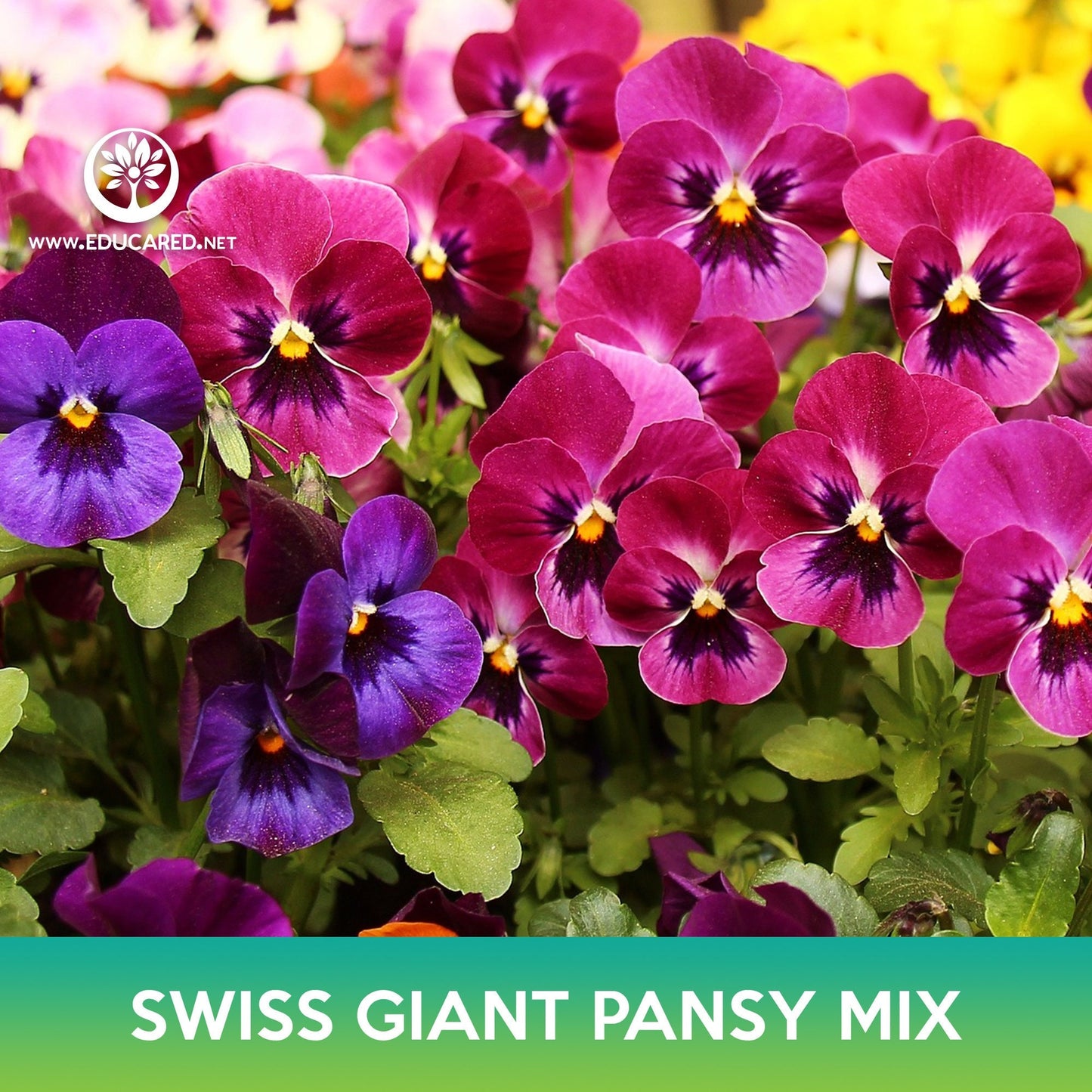 Swiss Giant Pansy Flower Mix Seeds, Viola wittrockiana