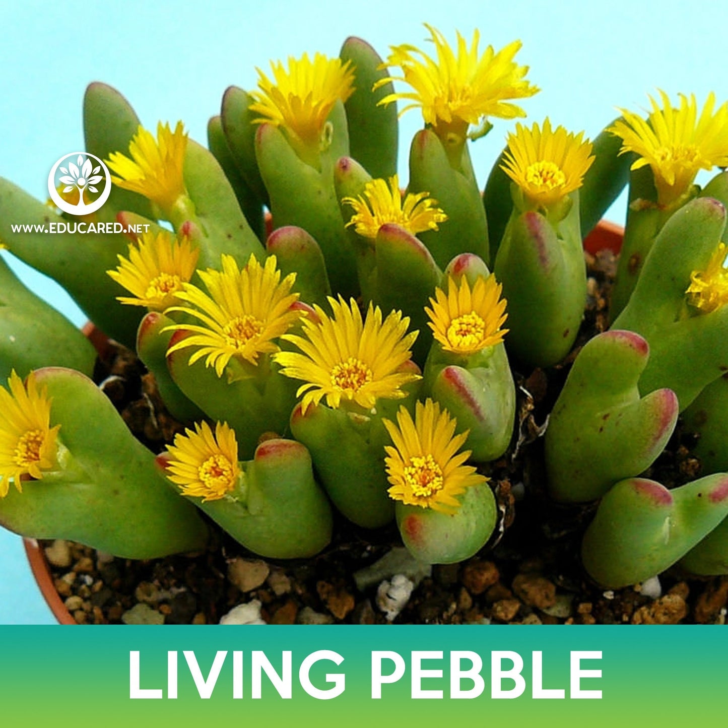 Living Pebble Succulent Seeds (Conophytum bilobum)