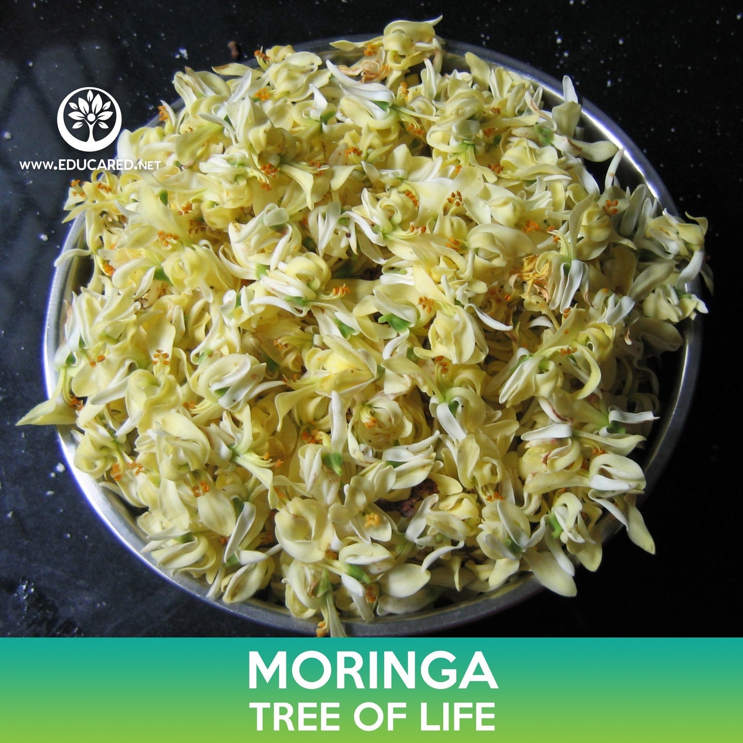 Moringa Seeds, Tree of Life, Moringa oleifera