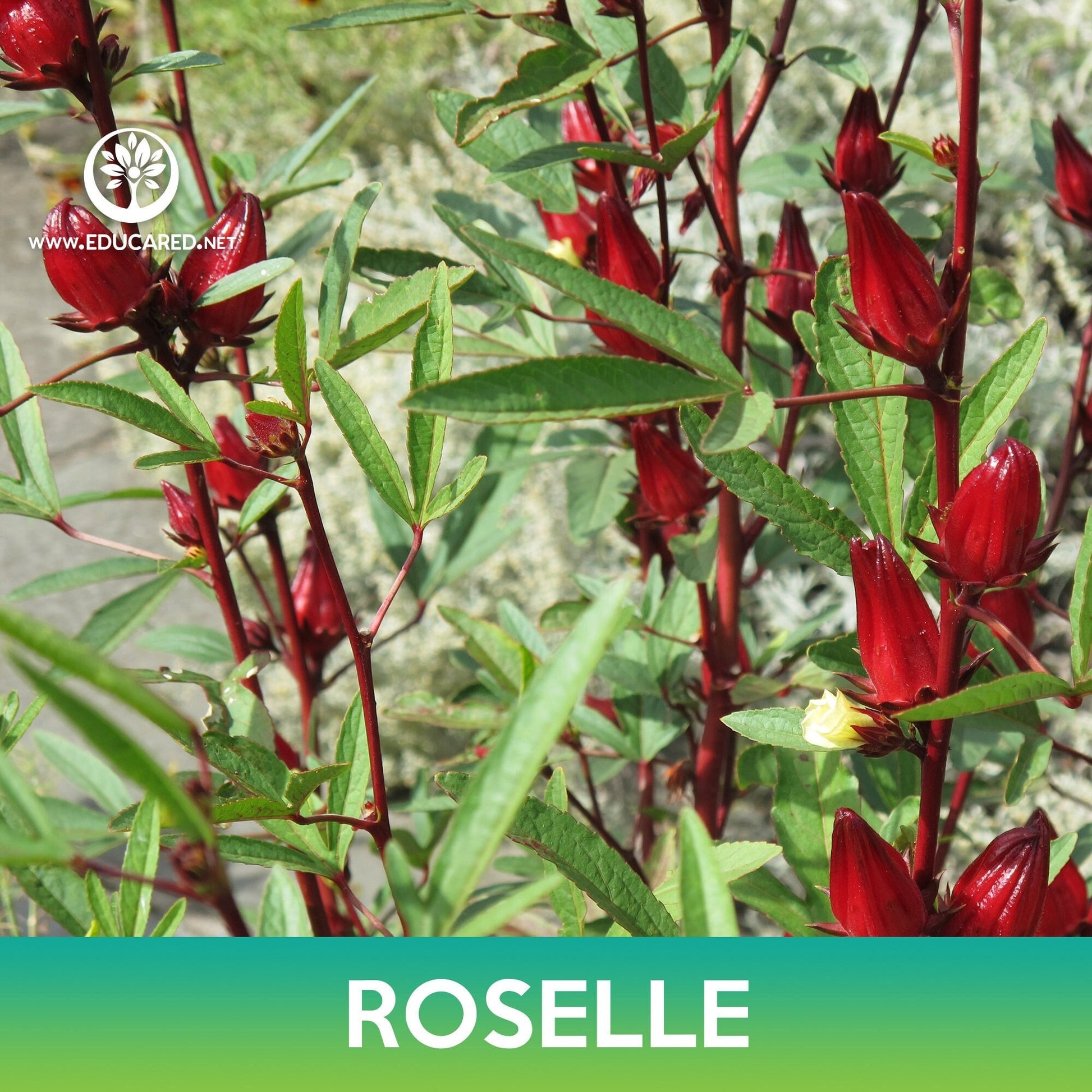 roselle seeds for planting Roselle Seeds, Asian Sour Leaf – Educared