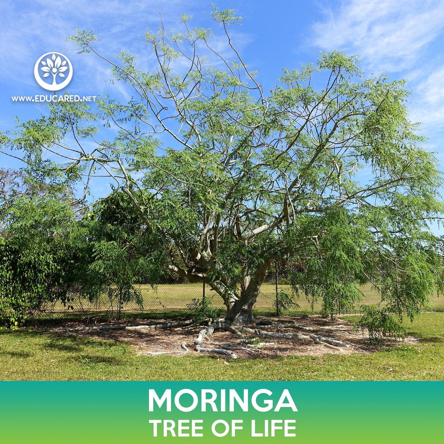 Moringa Seeds, Tree of Life