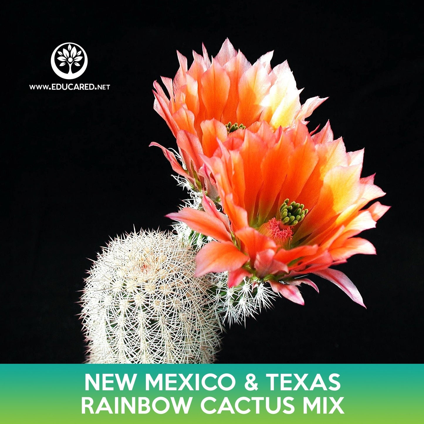 New Mexico and Texas Rainbow Cactus Mix Seeds, Echinocereus dasyacanthus